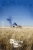 the cook.webp