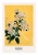 Golden Ajisai.webp