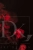 allegro 1 Crimson Smoke - Karmazynowy Dym.webp