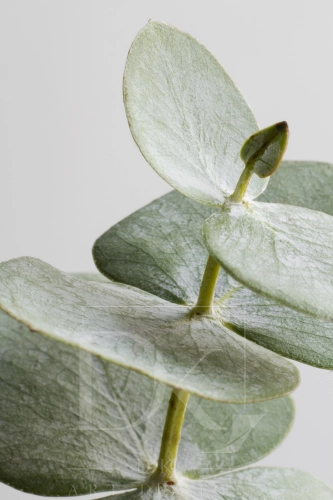 allegro 1 elegant-eucalyptus-background.webp
