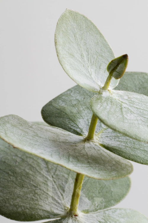 allegro 1 elegant-eucalyptus-background.webp