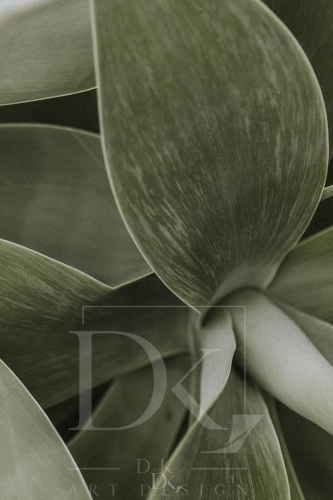 allegro 1 succulent-plant-background-wallpaper-aesthetic-nature-dark-image.webp