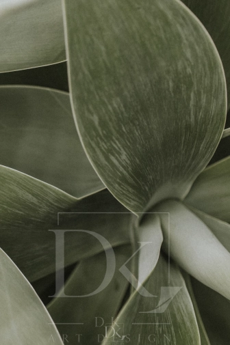 allegro 1 succulent-plant-background-wallpaper-aesthetic-nature-dark-image.webp