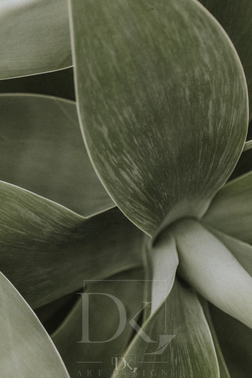 allegro 1 succulent-plant-background-wallpaper-aesthetic-nature-dark-image.webp