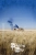 the cook.webp
